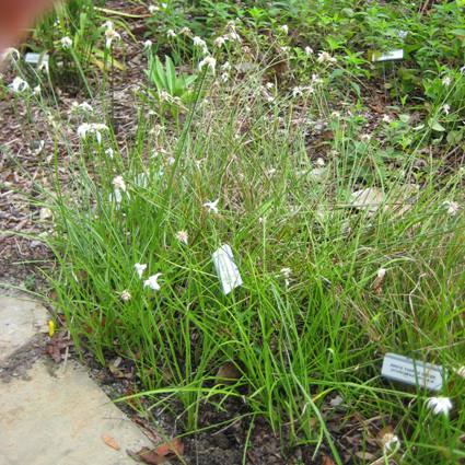 White Topped Sedge